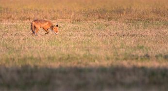 Polonia salvaje: fotografiando la fauna de Bialowieza