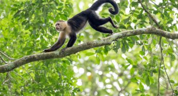 El Parque Nacional Soberanía: la selva más accesible de Panamá