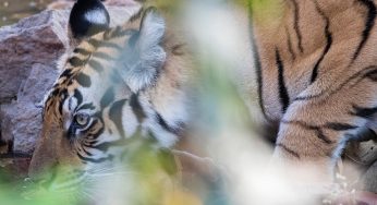 Ver tigres en la India: el Parque Nacional Bandhavgarh