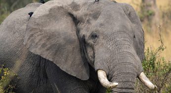 El Parque Nacional Murchison Falls: guía para visitarlo