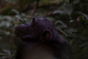 Lee más sobre el artículo Semana 1 (Quinuituq): El inicio del viaje y los chimpancés del bosque de Kibale
