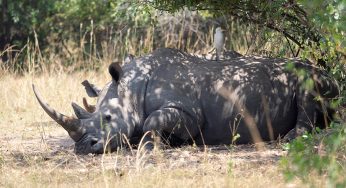 El Ziwa Rhino Sanctuary en Uganda