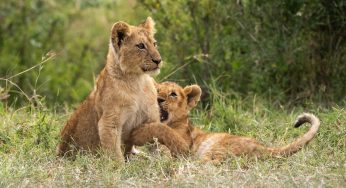 Viaje a Kenia por libre. Itinerario y Preparación del viaje