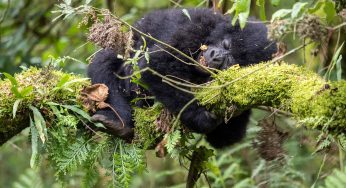 Viaje a Uganda en 10 Días. Itinerario y Preparación del viaje