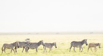 Semana 5 (Quinuituq): ¿Por qué volver a los mismos parques nacionales de Tanzania?
