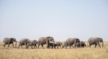 Semana 3 (Quinuituq): Imágenes del Masai Mara, el Lago Naivasha y el Lago Nakuru