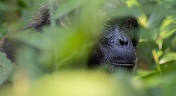 El Parque Nacional Kibale y sus chimpancés (Uganda)