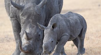 Ol Pejeta Conservancy: 10 razones para visitar esta reserva