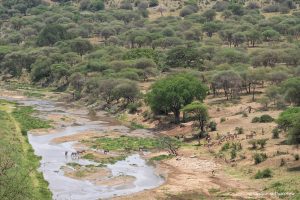 Lee más sobre el artículo Guía del Parque Nacional Tarangire (Tanzania)