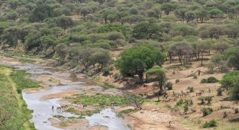 Guía del Parque Nacional Tarangire (Tanzania)