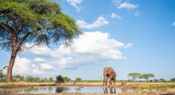 Semana 8 (Quinuituq): Qué bien se está rodeado de elefantes