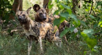 Viaje a Botsuana por libre. Itinerario y Preparación del viaje