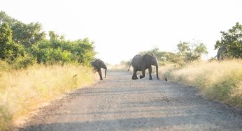 20 Consejos para Conducir por el Parque Nacional Kruger