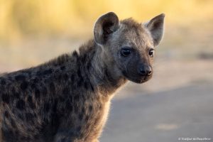 Lee más sobre el artículo Semana 9 (Quinuituq): La llegada al Parque Nacional Kruger