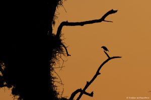 Lee más sobre el artículo Semana 10 (Quinuituq): La fauna discreta del Parque Nacional Kruger