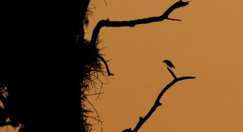 Semana 10 (Quinuituq): La fauna discreta del Parque Nacional Kruger