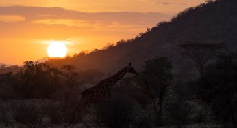 Safari en la Reserva Nacional de Samburu