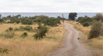 Semana 12 (Quinuituq): Recuerdos fotográficos de la última semana en el Kruger