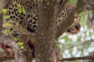 Lee más sobre el artículo Semana 11 (Quinuituq): Los impalas nos suben a los árboles (Kruger)