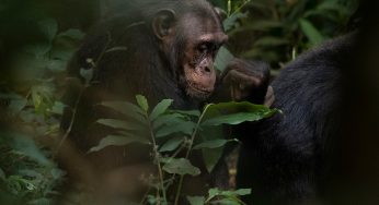 ¿Viajar a Uganda por libre o con agencia?