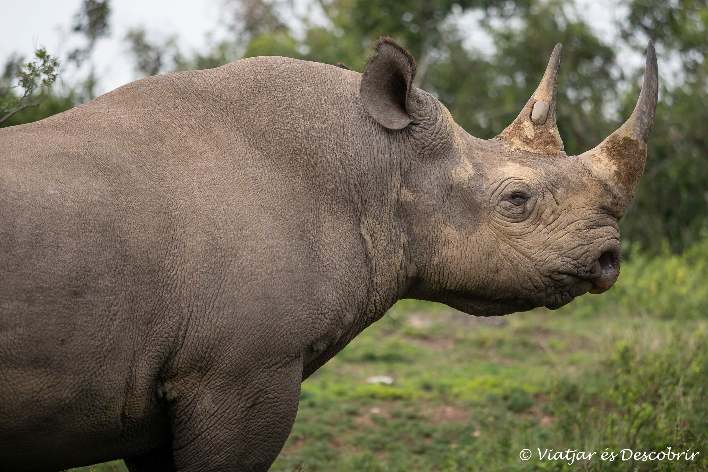 imagen de un rinoceronte negro como portada de un viaje a Sudáfrica