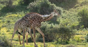 Semana 18 (Quinuituq): La llegada a la Reserva de Kariega