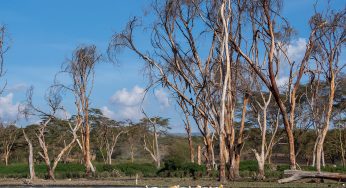El Lago Naivasha, dónde ver hipopótamos y aves en Kenia