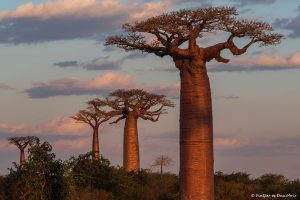 Lee más sobre el artículo Semana 22 (Quinuituq): La bienvenida a la Avenida de los Baobabs