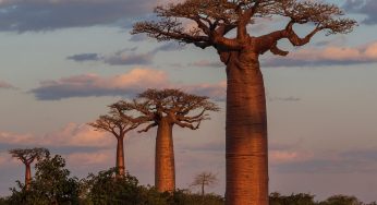 Semana 22 (Quinuituq): La bienvenida a la Avenida de los Baobabs