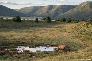 Lee más sobre el artículo Semana 19 (Quinuituq): La lucha contra la caza furtiva de rinocerontes
