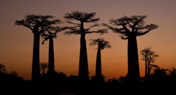 Viaje a Madagascar por libre en 28 días