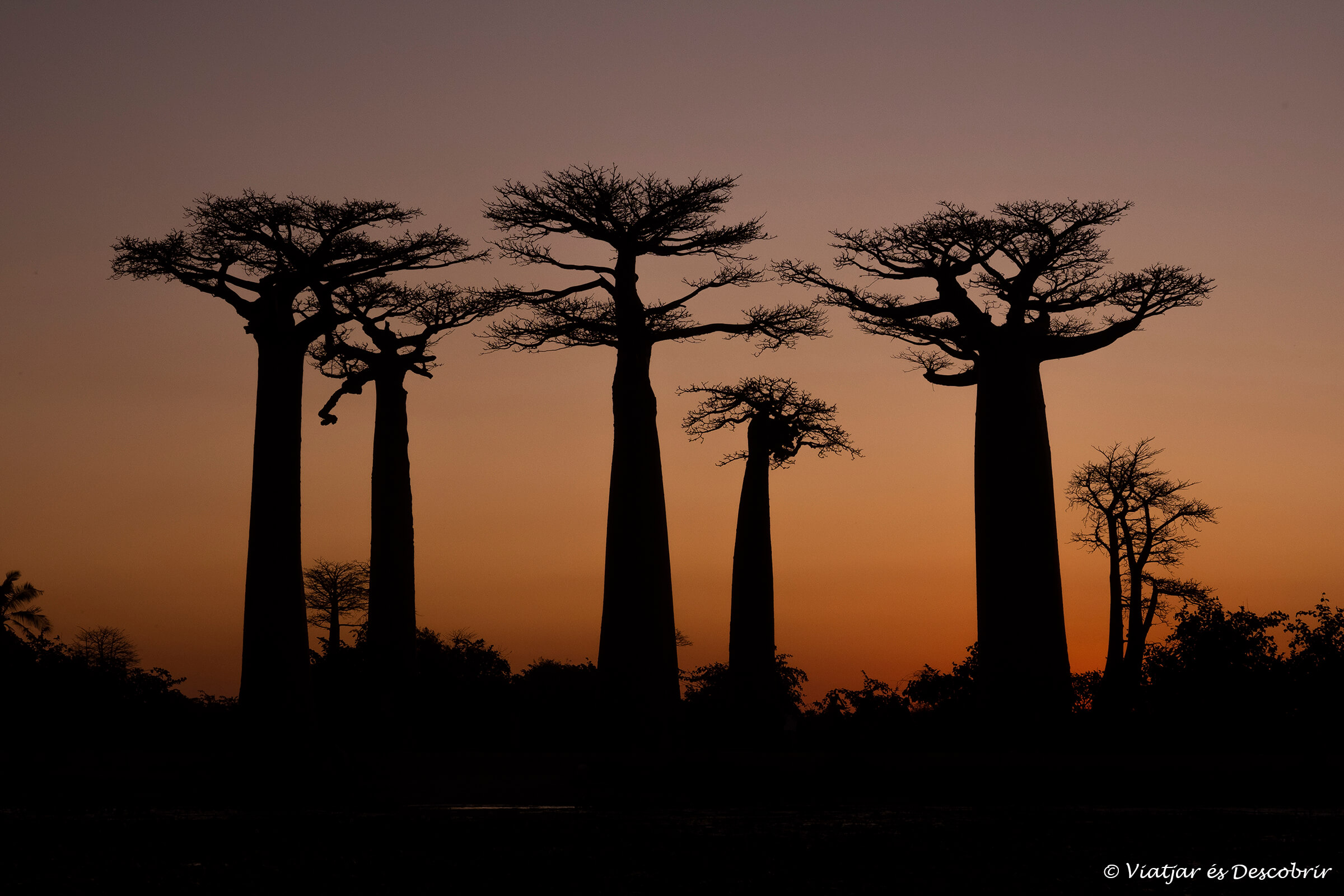 los baobabs durante la puesta de sol son la postal típica de un viaje a Madagascar