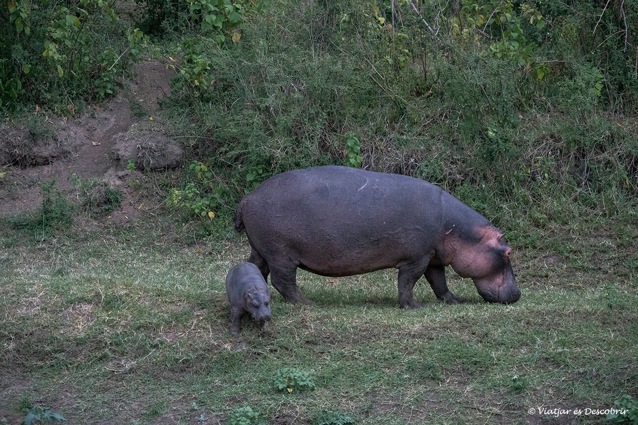 ver hipopótamos desde el alojamiento del Masai Mara es una manera de disfrutar de la fauna durante cualquier momento de su estancia en la reserva más famosa de Kenia