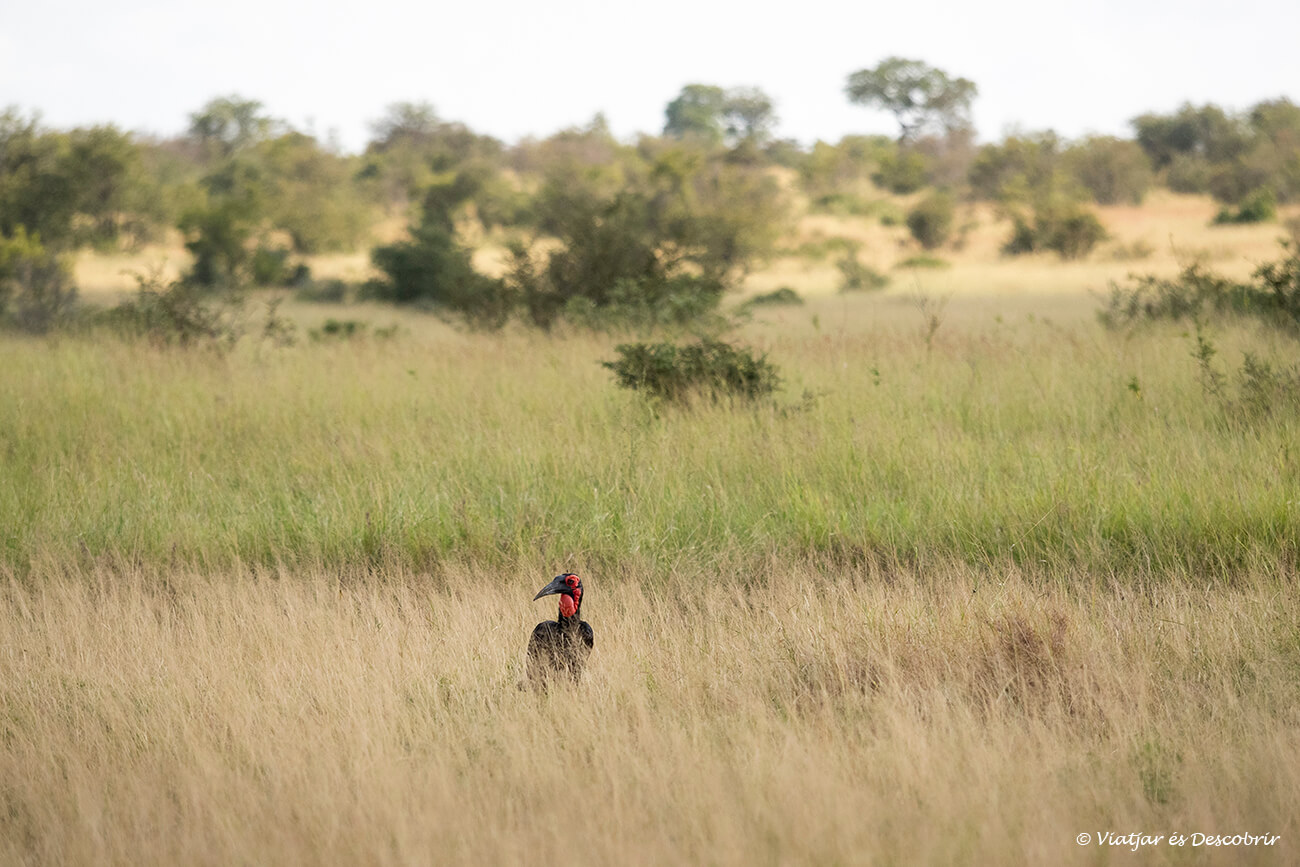 en el parque nacional Kruger también hay una gran variedad de pájaros