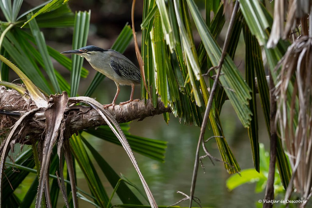 un pájaro acuático fotografiado en los jardines botánicos que son uno de los grandes atractivos en cualquier viaje a la Isla Mauricio por libre