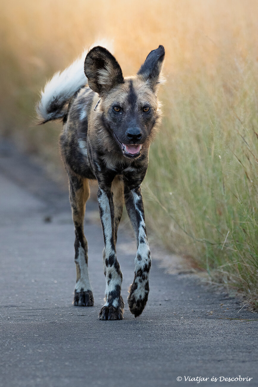 primer plano de un perro salvaje africano caminando con su manada por una carretera cercana al campamento de Satara en el interior del Parque Nacional Kruger