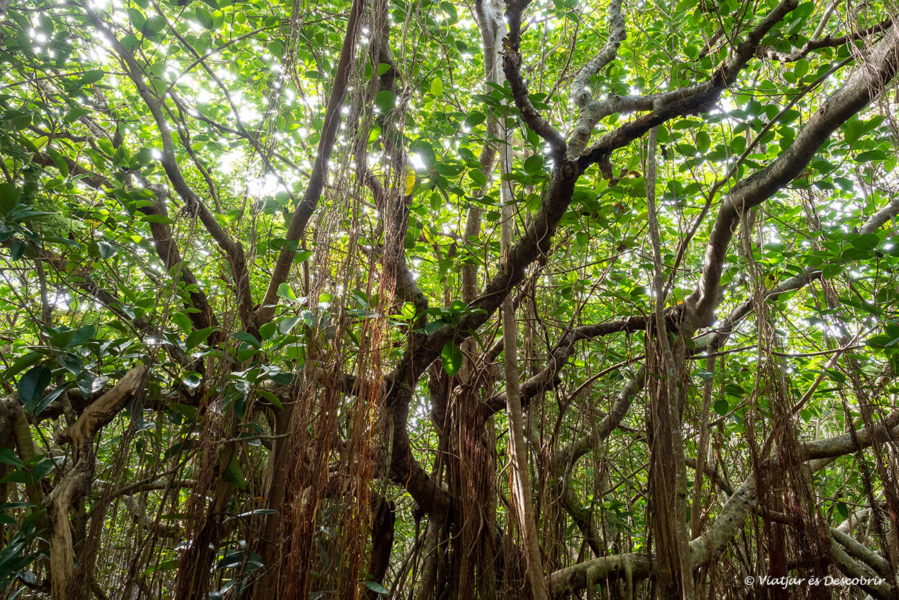 bosque endémico fotografiado durante un recorrido por la isla