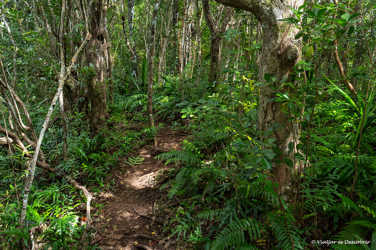 bosque endémico durante un recorrido a pie por el Ebony Forest