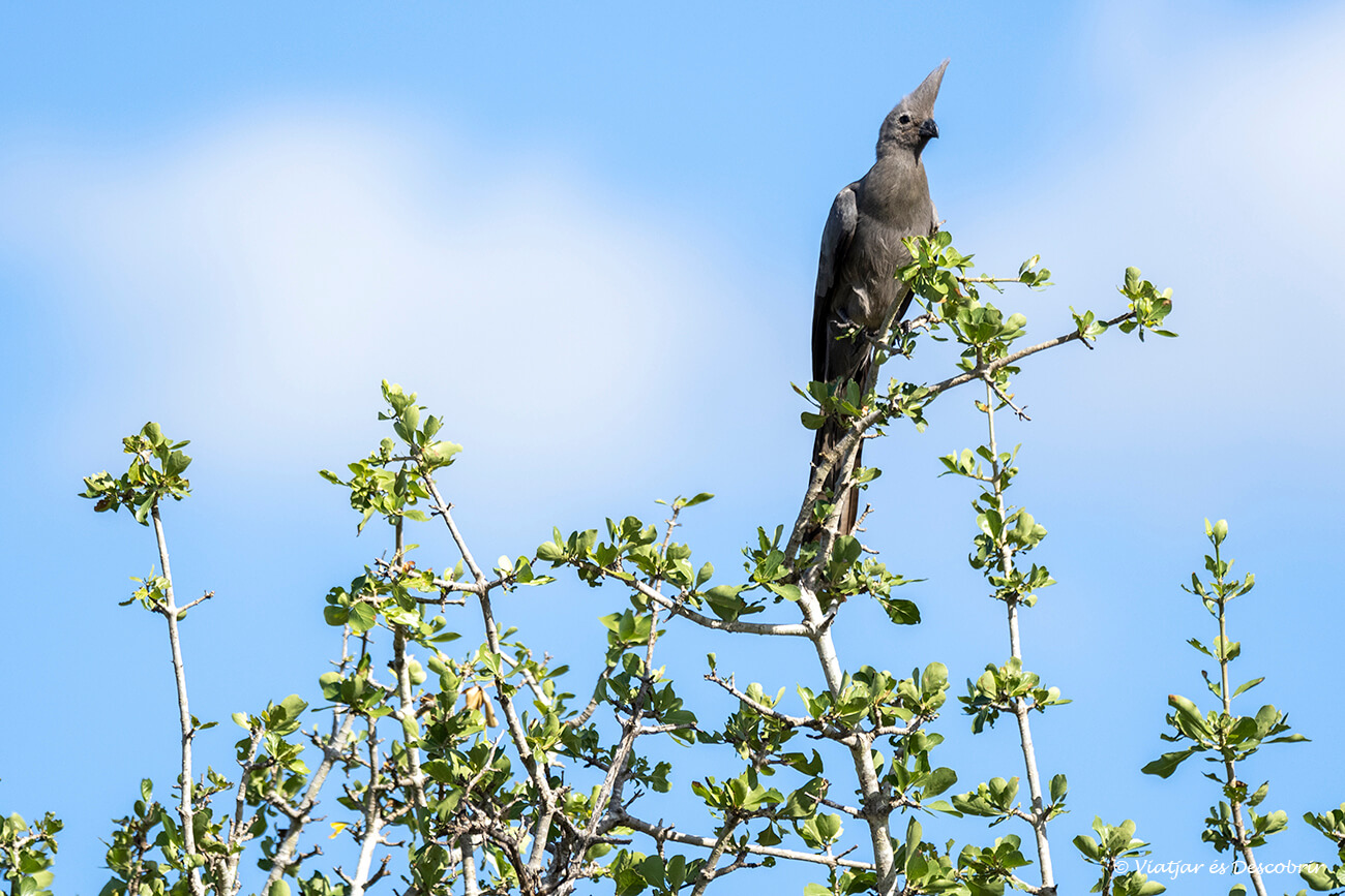 un bonito pájaro de los más de 500 que se pueden ver en la reserva del Kruger