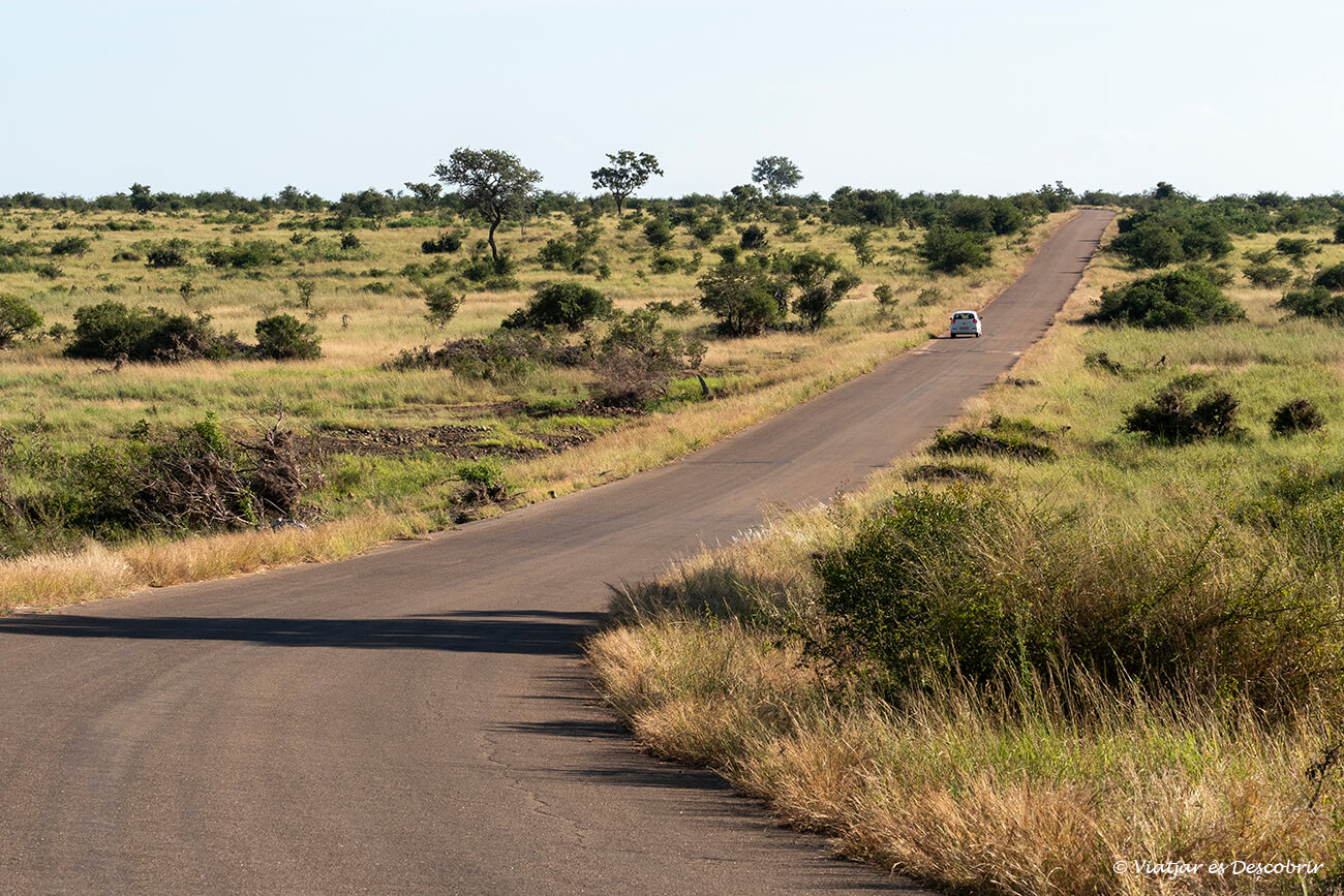 paisaje y carretera del parque nacional Kruger donde es sencillo conducir y hacer un safari por libre e intentar observar a los grandes mamíferos africanos