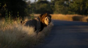 Cómo llegar al Parque Nacional Kruger