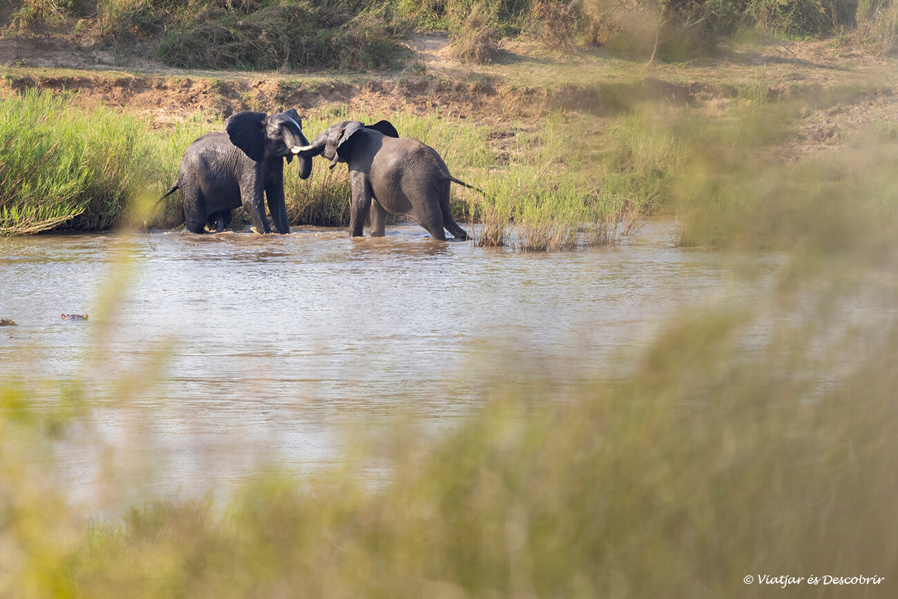 dos elefantes jugando en el río Lower Sabie y muy cerca del campamento con el mismo nombre del río