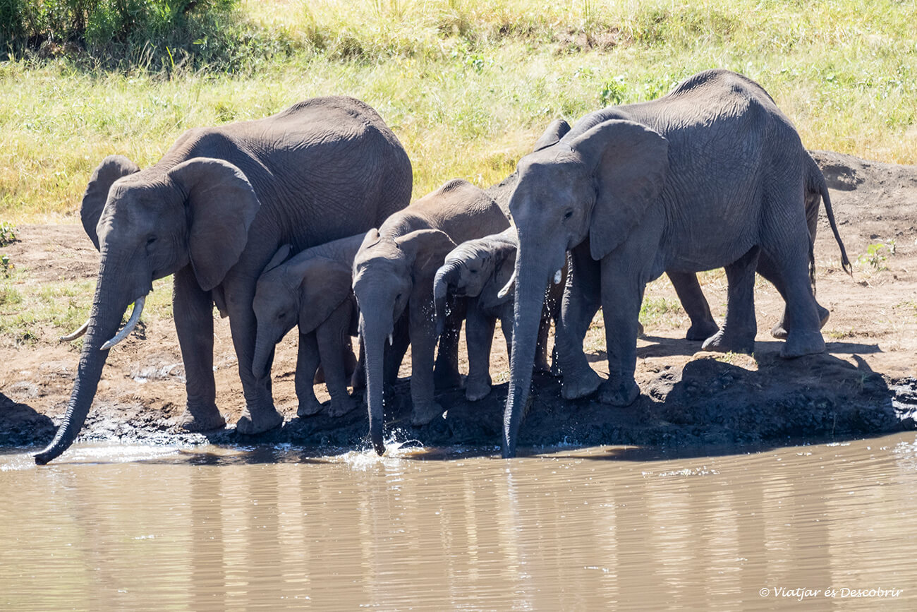 el precio de un safari en el Kruger queda compensado por escenas tan especiales como esta familia de elefantes bebiendo agua sincronizadamente