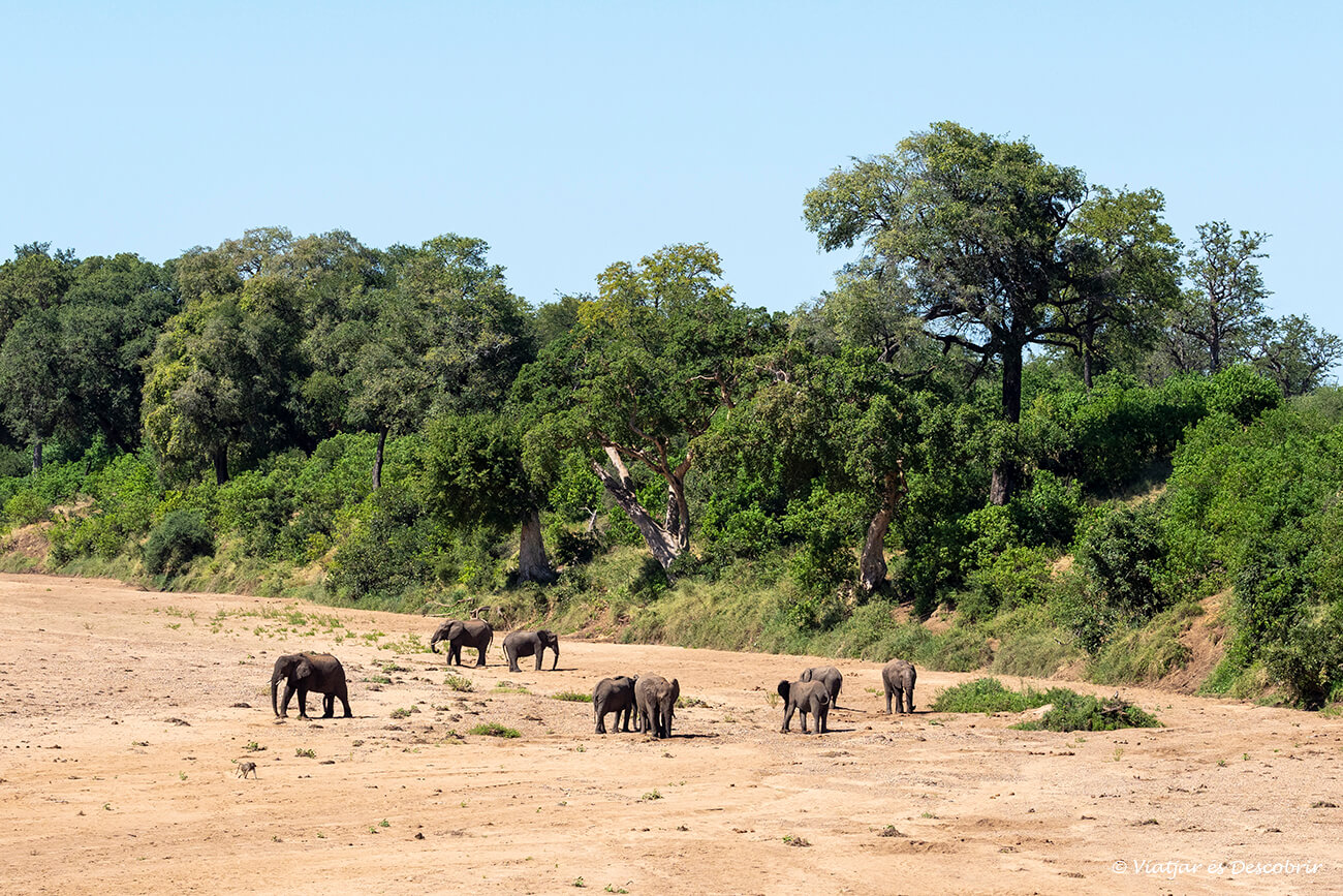 un grupo de elefantes buscando agua en el lecho del río Shingwedzi al norte del Parque Nacional Kruger que es una de las mejores zonas donde hacer un safari