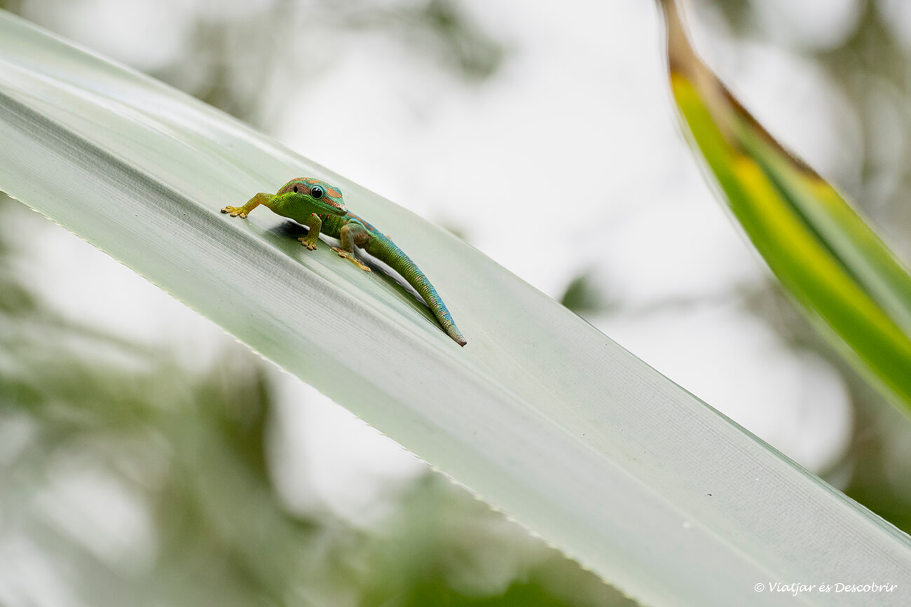 un gecko endémico de la isla Mauricio observado en el Ebony Forest