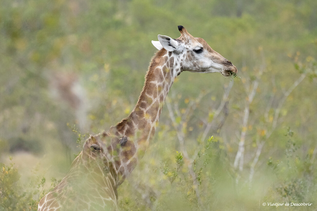 una jirafa durante una mañana brumosa en el Parque Nacional Kruger