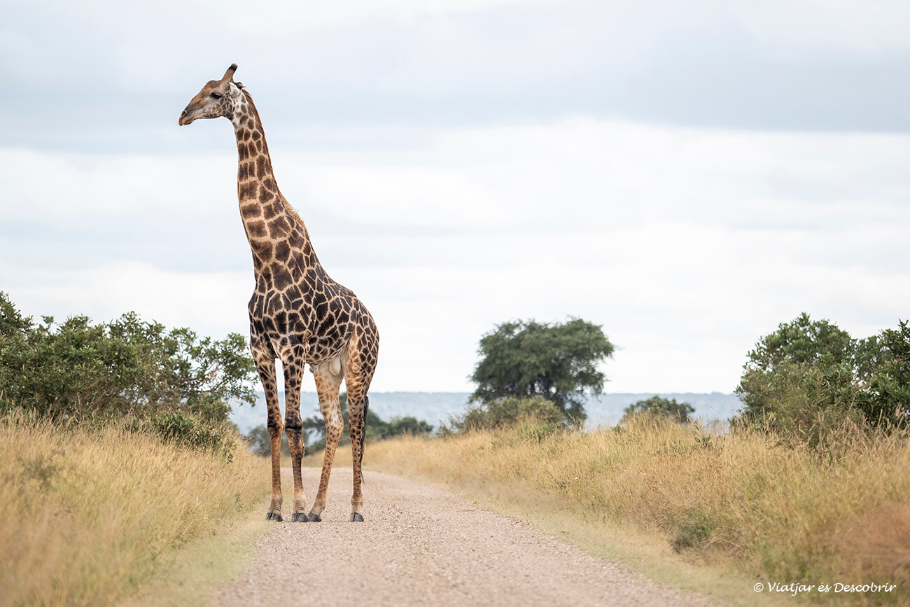 jirafa en uno de los caminos de tierra del Parque Nacional Kruger durante un safari realizado en el mes de abril