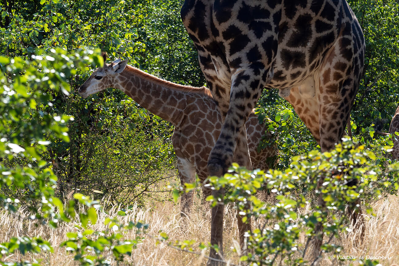 una cría de jirafa y las piernas de su madre donde se ve la gran diferencia de altura