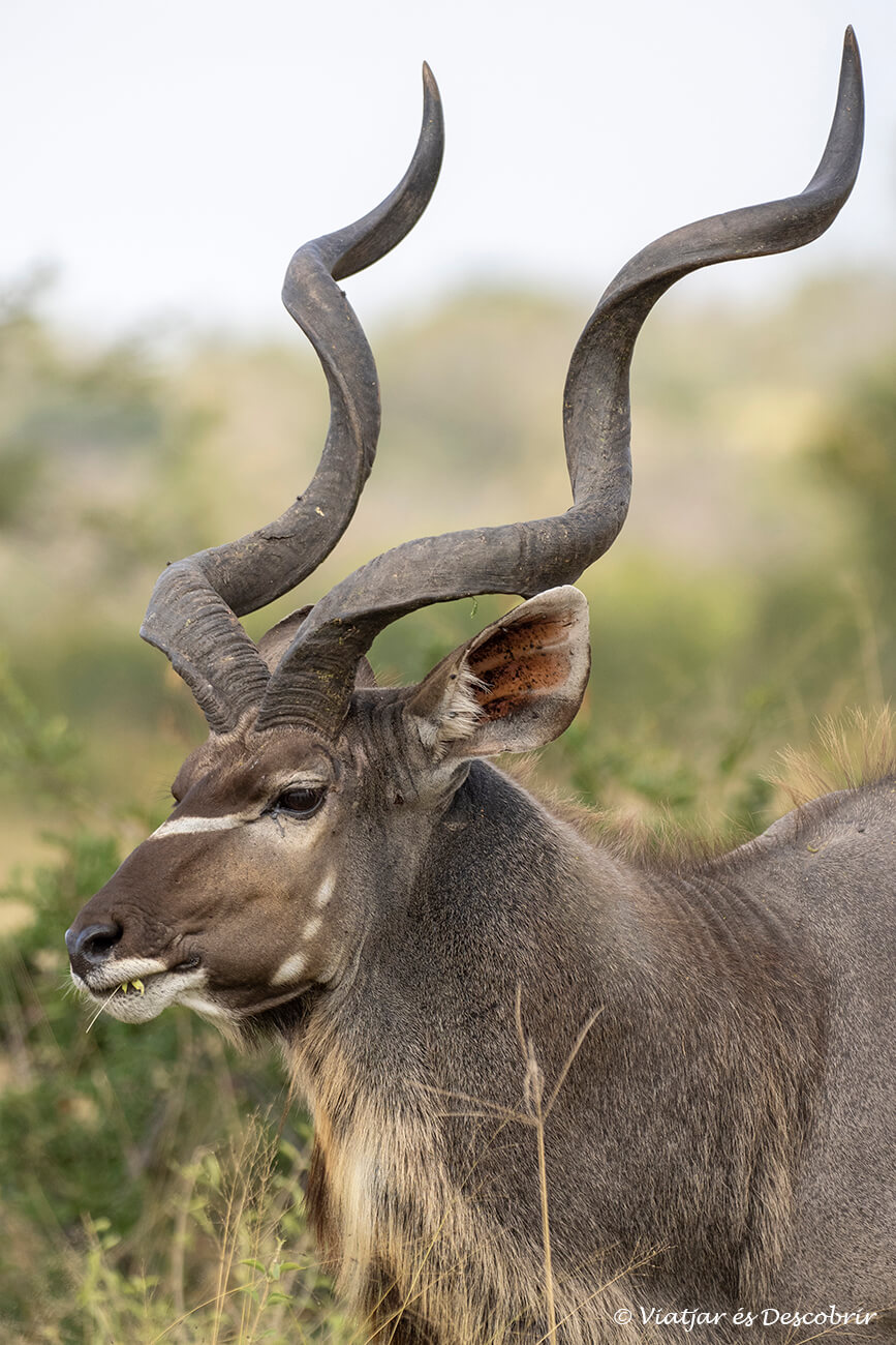 primer plano de un kudu, uno de los antílpes más bonitos y fotogénicos que se pueden ver durante un safari por lucero en el Parque Nacional Kruger