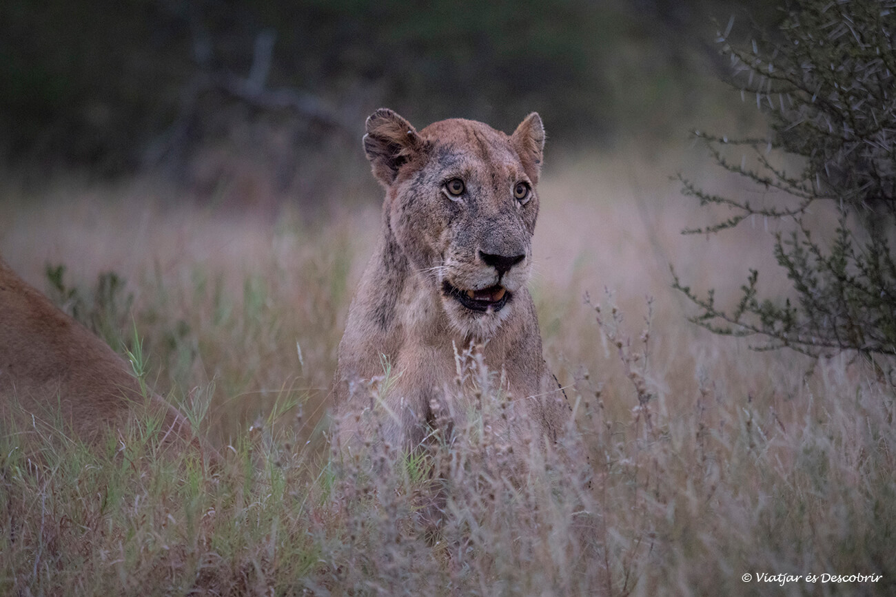 una leona fotografiada después de la puesta de sol y durante el recorrido hacia el campamento después de un largo día de safari en el Parque Kruger